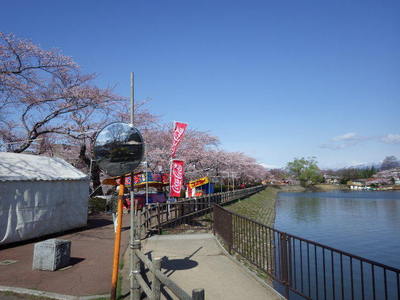 4月19日桜堰堤.JPG