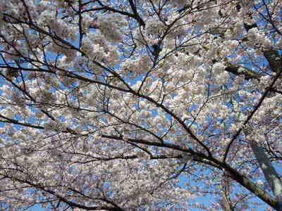 4月19日桜満開.JPG