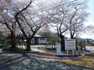 4月19日池口さくら.JPG