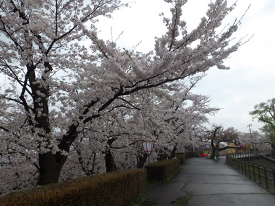 4月20日堰堤.JPG