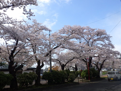 4月9日2番桜.JPG