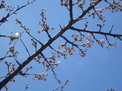 ちらほら開花.JPG