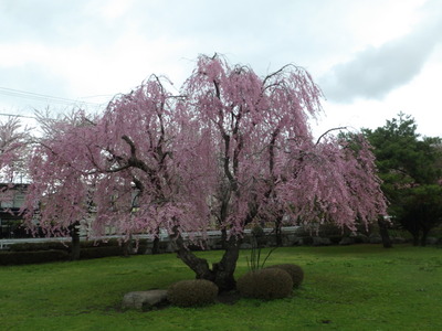 枝垂れ桜.JPG