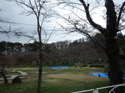 西側つぼみ.JPG